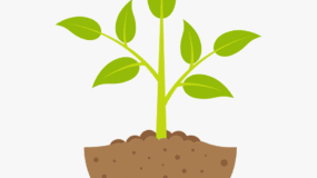 217-2176641_treatment-program-second-chances-plant-growing-4-stages