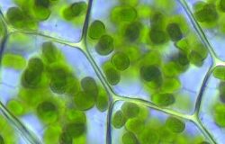 Chloroplasts in cell-small